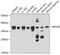 Ribosomal Protein Lateral Stalk Subunit P0 antibody, GTX54687, GeneTex, Western Blot image 