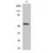 p53 antibody, LS-C380841, Lifespan Biosciences, Western Blot image 