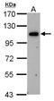 Oxysterol Binding Protein Like 6 antibody, NBP1-31456, Novus Biologicals, Western Blot image 