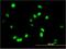 Apoptosis Antagonizing Transcription Factor antibody, H00026574-M04, Novus Biologicals, Immunofluorescence image 