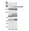 AT-Rich Interaction Domain 2 antibody, NBP1-26615, Novus Biologicals, Western Blot image 