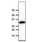 Geminin DNA Replication Inhibitor antibody, MBS200034, MyBioSource, Western Blot image 