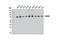 KH-Type Splicing Regulatory Protein antibody, 13398S, Cell Signaling Technology, Western Blot image 
