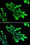 KRIT1 Ankyrin Repeat Containing antibody, LS-C346127, Lifespan Biosciences, Immunofluorescence image 
