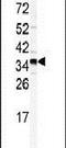 Golgi Phosphoprotein 3 antibody, PA5-14347, Invitrogen Antibodies, Western Blot image 