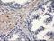 Paraoxonase 1 antibody, NBP2-03706, Novus Biologicals, Immunohistochemistry frozen image 