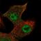 Follistatin Like 3 antibody, HPA045378, Atlas Antibodies, Immunofluorescence image 