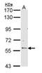 RCC1 And BTB Domain Containing Protein 2 antibody, NBP1-33512, Novus Biologicals, Western Blot image 