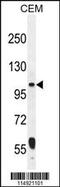 Leucyl-TRNA Synthetase 2, Mitochondrial antibody, 55-624, ProSci, Western Blot image 