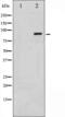 Nibrin antibody, abx011234, Abbexa, Western Blot image 