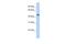 Mucin Like 3 antibody, A12323, Boster Biological Technology, Western Blot image 