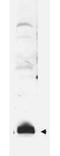 Small ubiquitin-related modifier 3 antibody, A19764, Boster Biological Technology, Western Blot image 