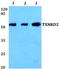 Thioredoxin Reductase 2 antibody, A03900S501, Boster Biological Technology, Western Blot image 