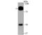 GRB2 Associated Binding Protein 1 antibody, NBP2-80460, Novus Biologicals, Western Blot image 