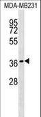 Hes Related Family BHLH Transcription Factor With YRPW Motif Like antibody, LS-C166849, Lifespan Biosciences, Western Blot image 