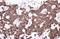 Nuclear Factor, Erythroid 2 Like 2 antibody, NBP1-32822, Novus Biologicals, Immunohistochemistry paraffin image 
