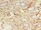 Dual Specificity Tyrosine Phosphorylation Regulated Kinase 4 antibody, LS-C379867, Lifespan Biosciences, Immunohistochemistry frozen image 