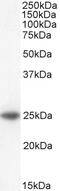 BCL2 Antagonist/Killer 1 antibody, 45-018, ProSci, Western Blot image 