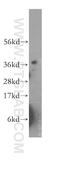 Glutaredoxin 3 antibody, 11254-1-AP, Proteintech Group, Western Blot image 