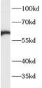 CAMP Responsive Element Binding Protein 5 antibody, FNab01966, FineTest, Western Blot image 