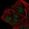 AP-5 complex subunit beta-1 antibody, NBP2-49460, Novus Biologicals, Immunofluorescence image 