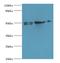 NIM1 Serine/Threonine Protein Kinase antibody, MBS1490787, MyBioSource, Western Blot image 