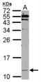 Heat Shock Protein Family E (Hsp10) Member 1 antibody, NBP2-16889, Novus Biologicals, Western Blot image 