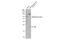 Sonic Hedgehog Signaling Molecule antibody, GTX134453, GeneTex, Western Blot image 