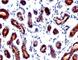 Trefoil Factor 1 antibody, V2880IHC-7ML, NSJ Bioreagents, Immunohistochemistry paraffin image 