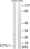 Cytokine Like 1 antibody, A12117, Boster Biological Technology, Western Blot image 