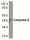 Caspase 9 antibody, PA5-19903, Invitrogen Antibodies, Western Blot image 
