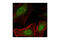 Death Domain Associated Protein antibody, 4533S, Cell Signaling Technology, Immunocytochemistry image 