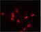 Sirtuin 1 antibody, ab110304, Abcam, Immunocytochemistry image 