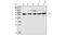 Cytochrome P450 Family 51 Subfamily A Member 1 antibody, A04032-1, Boster Biological Technology, Western Blot image 
