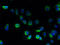 Transmembrane protein 100 antibody, A61354-100, Epigentek, Immunofluorescence image 