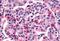 Frizzled Class Receptor 5 antibody, NBP1-02414, Novus Biologicals, Immunohistochemistry frozen image 