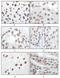 p16 antibody, MA5-17142, Invitrogen Antibodies, Immunohistochemistry frozen image 