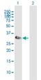 NK2 Homeobox 8 antibody, H00026257-B01P, Novus Biologicals, Western Blot image 