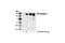 Fibroblast Growth Factor Receptor 1 antibody, 3472S, Cell Signaling Technology, Western Blot image 