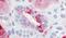 EP2 antibody, PA5-32997, Invitrogen Antibodies, Immunohistochemistry paraffin image 