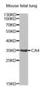 Carbonic Anhydrase 4 antibody, abx002056, Abbexa, Western Blot image 