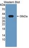 LIM And SH3 Protein 1 antibody, LS-C373703, Lifespan Biosciences, Western Blot image 