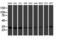 Proteasome Subunit Beta 7 antibody, LS-C173810, Lifespan Biosciences, Western Blot image 