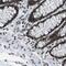 GAR1 Ribonucleoprotein antibody, FNab03346, FineTest, Immunohistochemistry frozen image 
