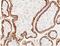CD46 Molecule antibody, GTX02355, GeneTex, Immunohistochemistry paraffin image 