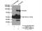 Cytoskeleton Associated Protein 2 Like antibody, 17143-1-AP, Proteintech Group, Immunoprecipitation image 