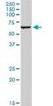 Tripartite Motif Containing 8 antibody, H00081603-B01P, Novus Biologicals, Western Blot image 