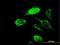 A-type potassium channel modulatory protein 2 antibody, H00030819-B01P, Novus Biologicals, Immunofluorescence image 