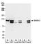 Growth Arrest Specific 2 Like 3 antibody, A304-153A, Bethyl Labs, Western Blot image 