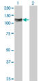 Nuclear Factor Kappa B Subunit 1 antibody, LS-C133345, Lifespan Biosciences, Western Blot image 